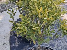 Озеленение