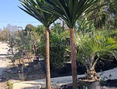 Озеленение