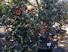 Озеленение