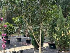 Озеленение