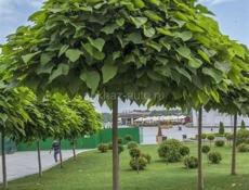 Озеленение