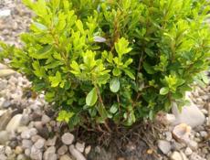 Озеленение