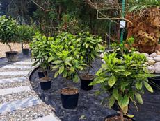 Озеленение