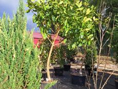 Озеленение