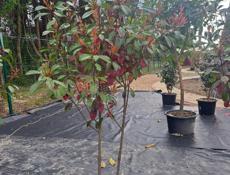 Озеленение