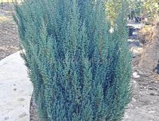 Озеленение