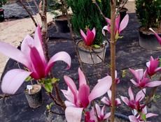 Озеленение