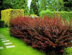 Озеленение