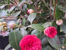 Озеленение