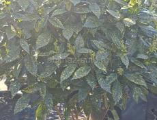 Озеленение