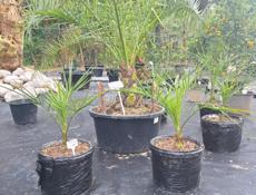 Озеленение