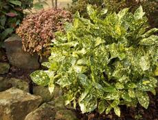 Озеленение