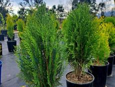 Озеленение