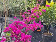 Озеленение