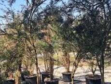 Озеленение