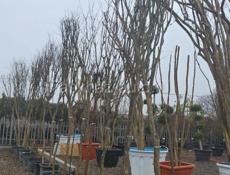 Озеленение