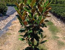 Озеленение