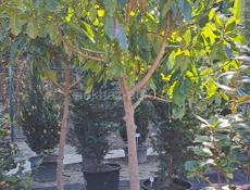 Озеленение