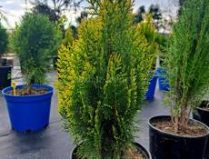 Озеленение