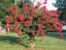 Озеленение