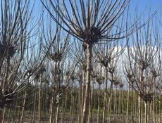 Озеленение