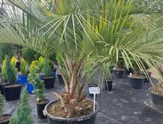 Озеленение