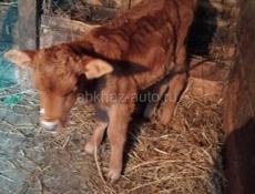Теленок 2 месяца