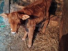 Теленок 2 месяца
