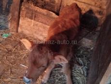 Теленок 2 месяца