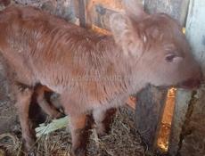 Продаётся телёнок 