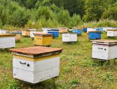 Продаю пчела семи 