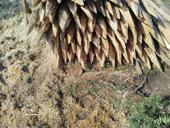 Колышки акация 