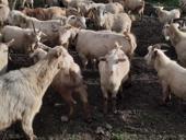 Продаю козы + козлята в подарок