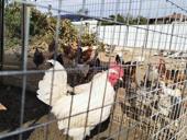 Продам петухов 