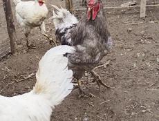 Продам петухов 