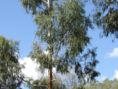 Эвкалипт продаю в больших каличествах.