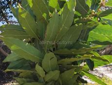 Лаврушка продаю один пучок 40 руб 