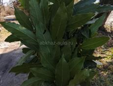 Лаврушка продаю один пучок 40 руб 