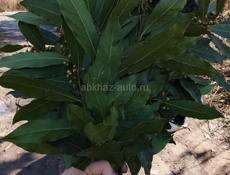 Лаврушка продаю один пучок 40 руб 