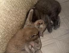 Британские котята. 