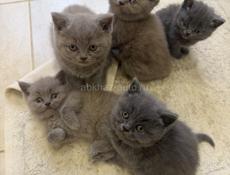Британские котята. 