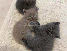 Британские котята. 