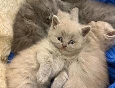 Британские котята. 