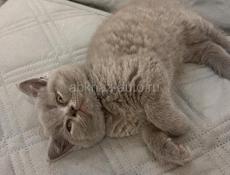 Британские котята. 