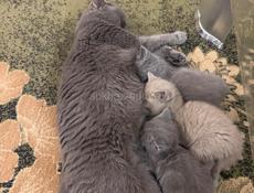 Британские котята. 