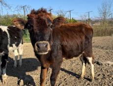 Продаются телята