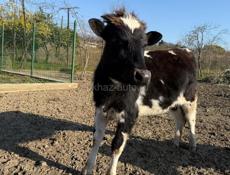 Продаются телята