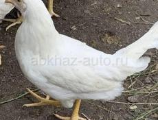 Продам молодых курочек и петухов 