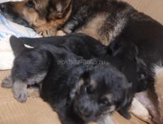 Немецкая овчарка