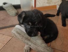 Немецкая овчарка